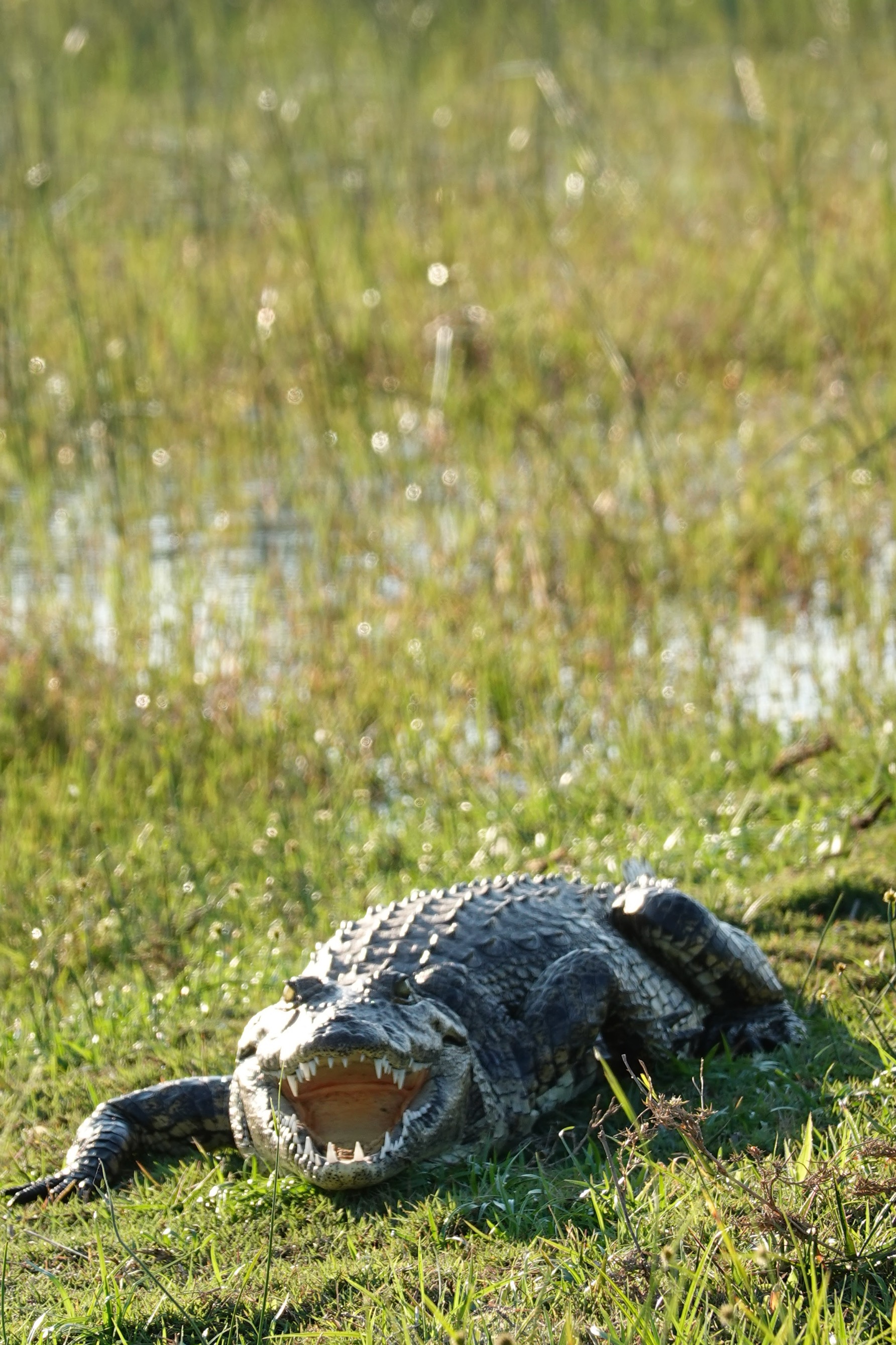 Krokodil liegt am Ufer im Gras