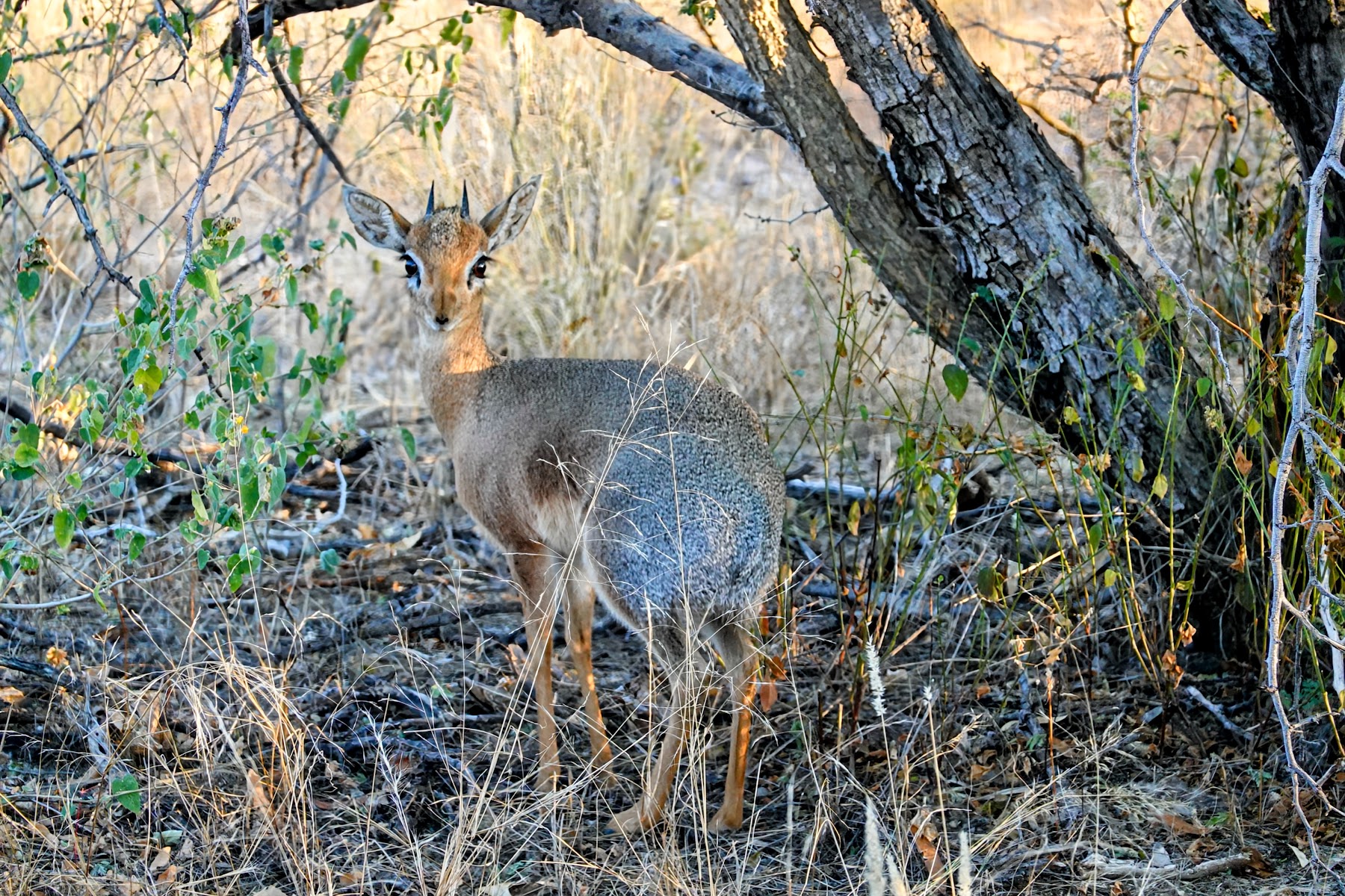 Winziges Dikdik versteckt sich im Busch