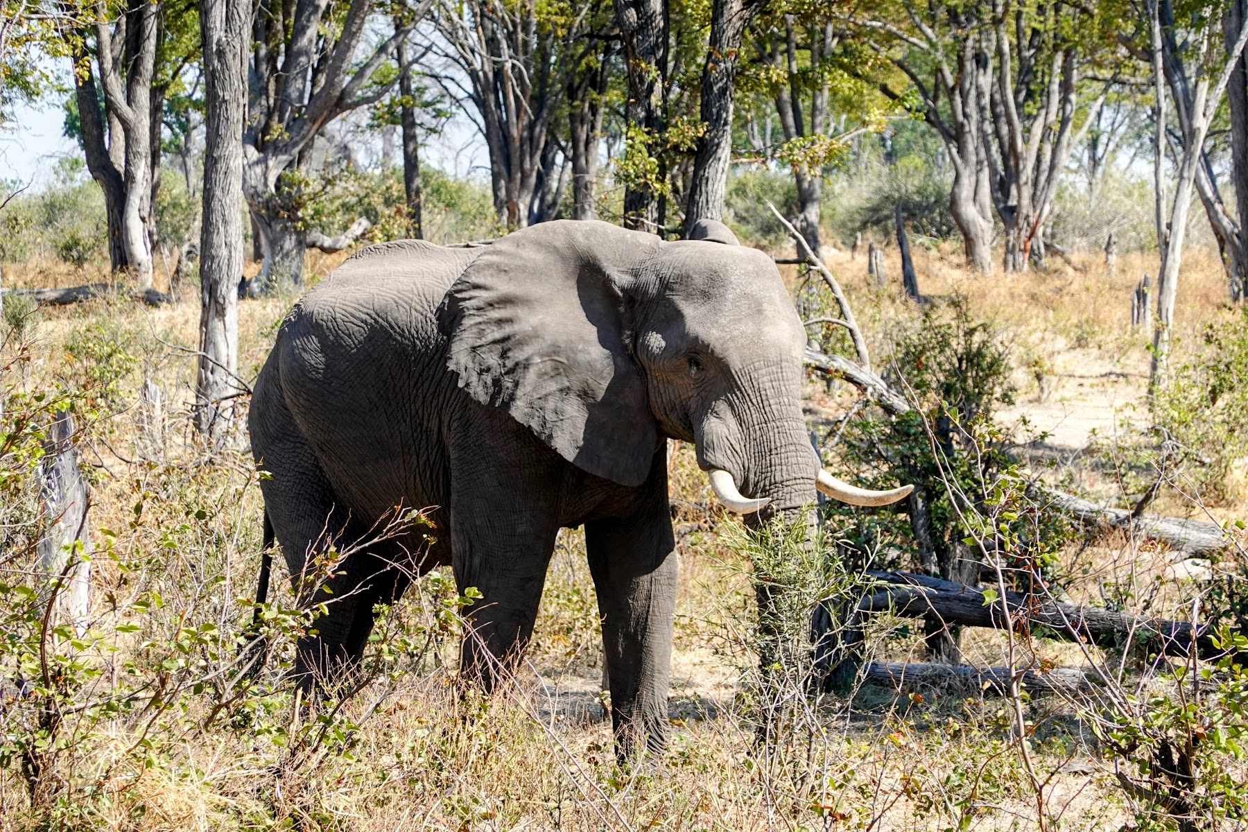 Elefant im dichten Uferwald