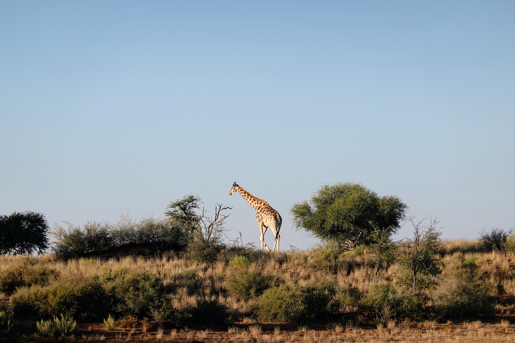 Giraffe in der grünen Savanne