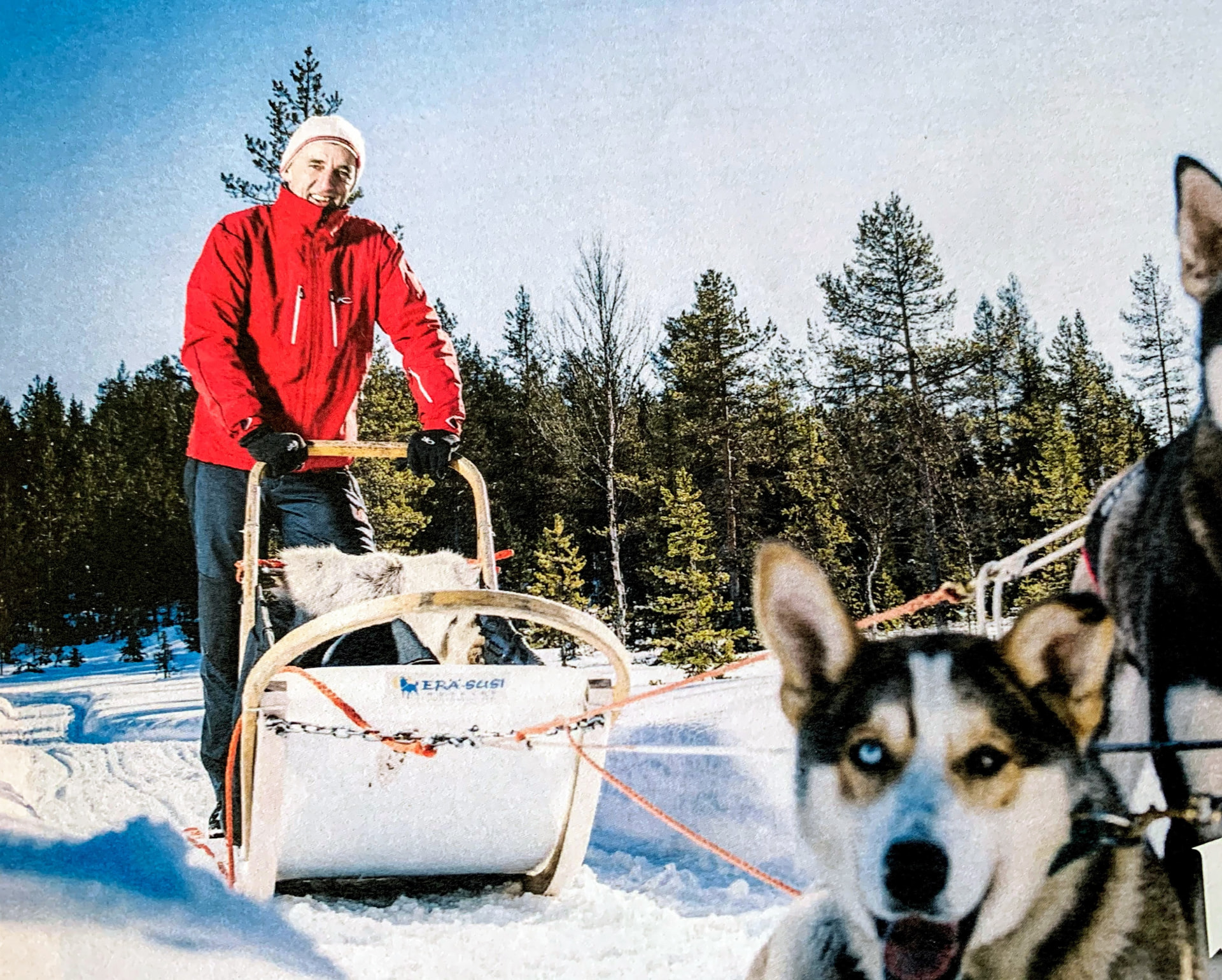 Musher in roter Jacke lenkt einen Hundeschlitten durch verschneiten Wald