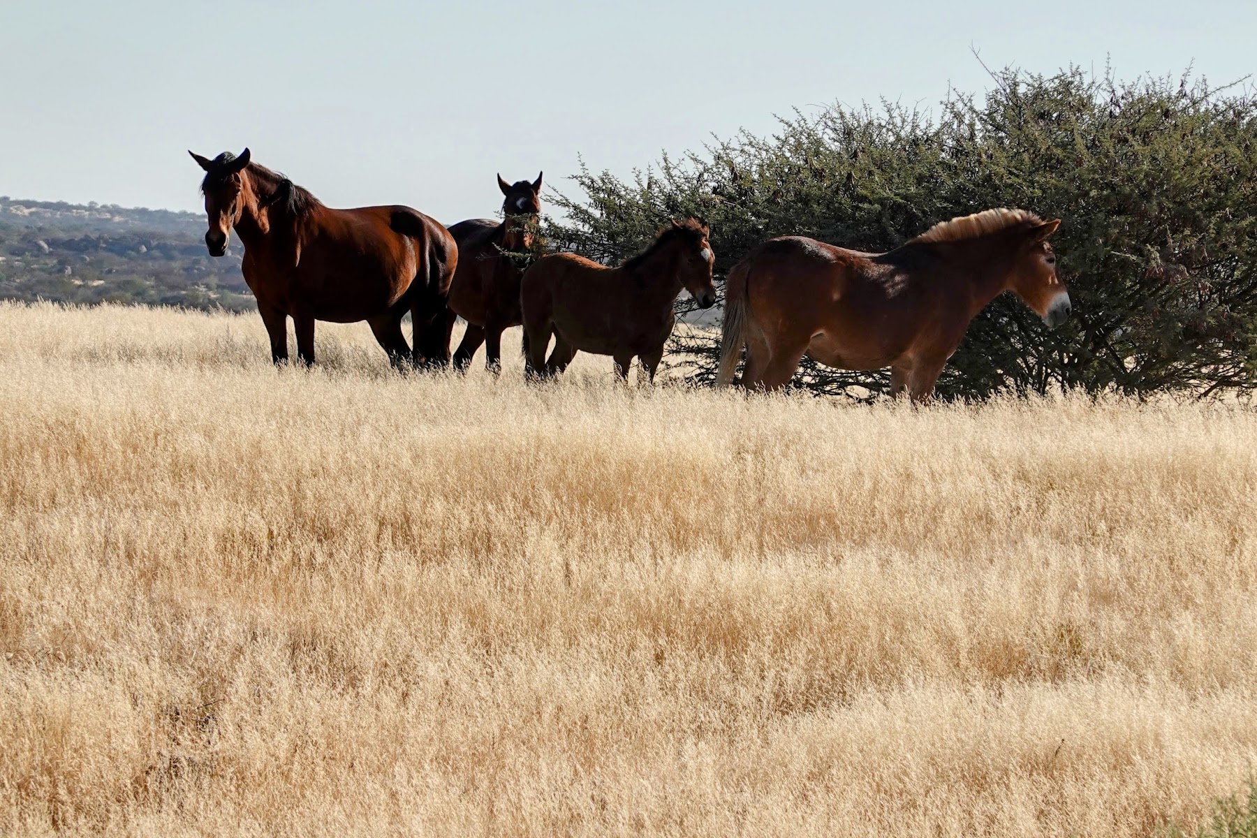 Wildpferde der Namib mit Fohlen in der Ebene bei Garub