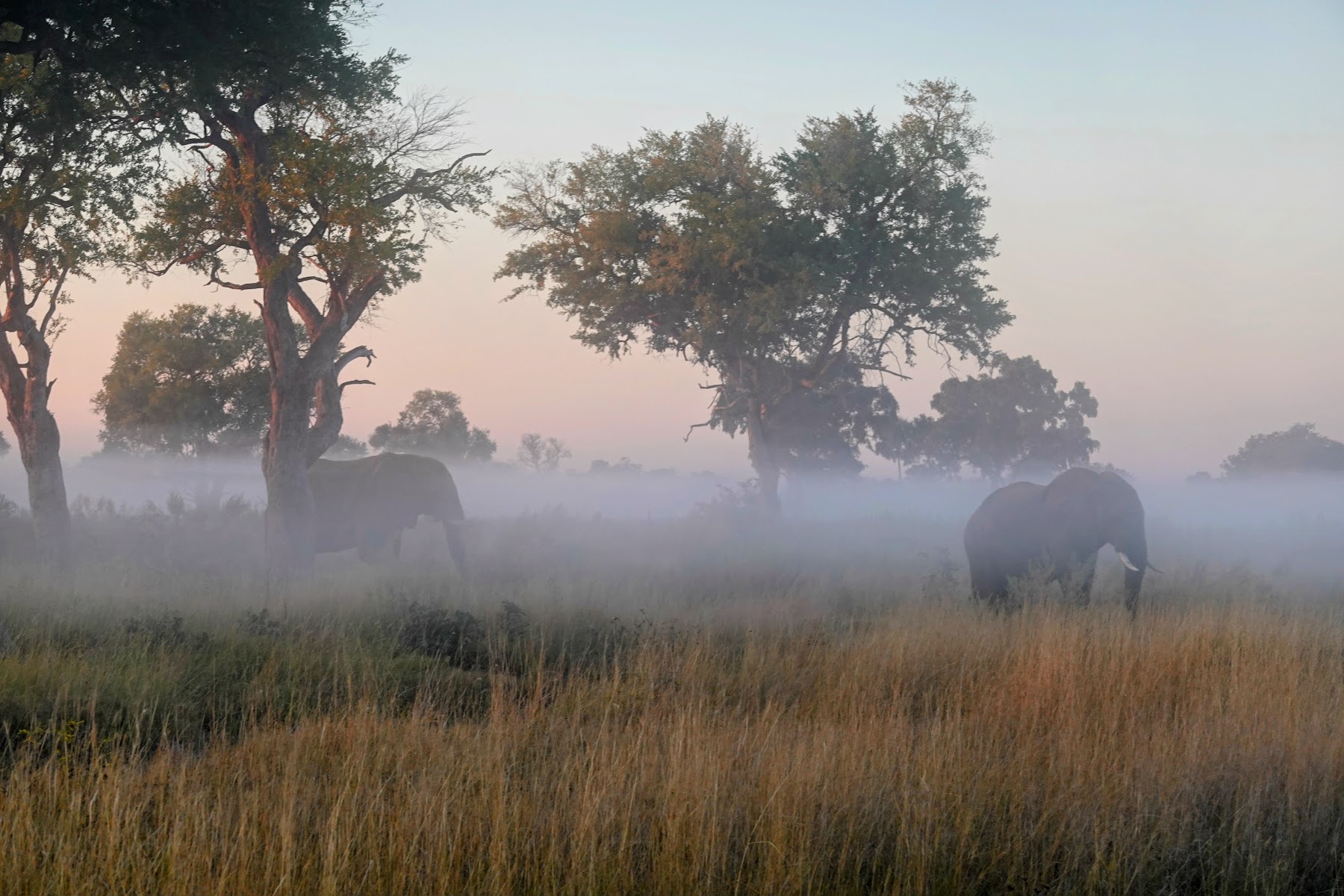 Elefanten im Morgennebel zwischen Bäumen