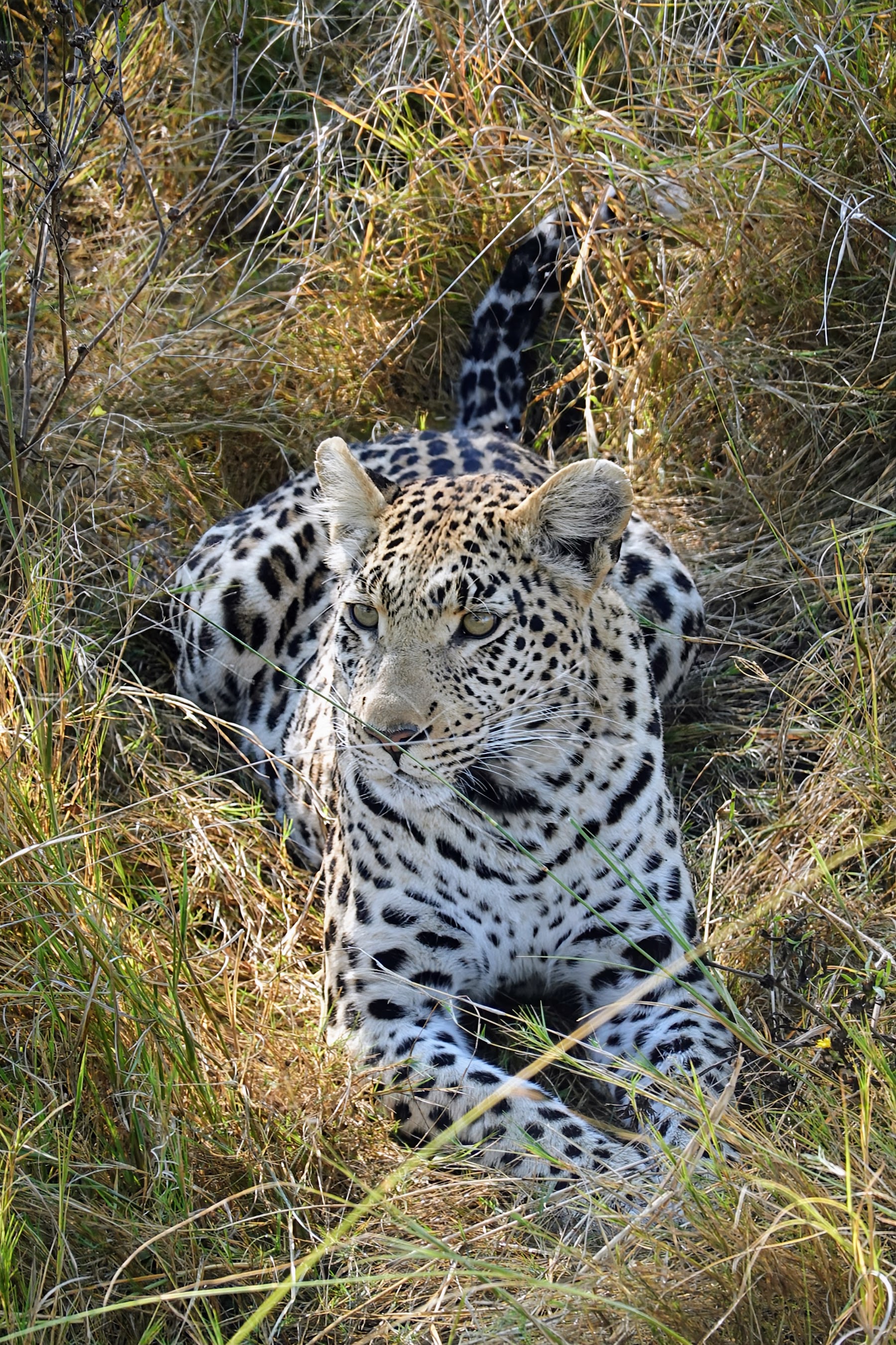 Leopard liegt gut getarnt im hohen Gras