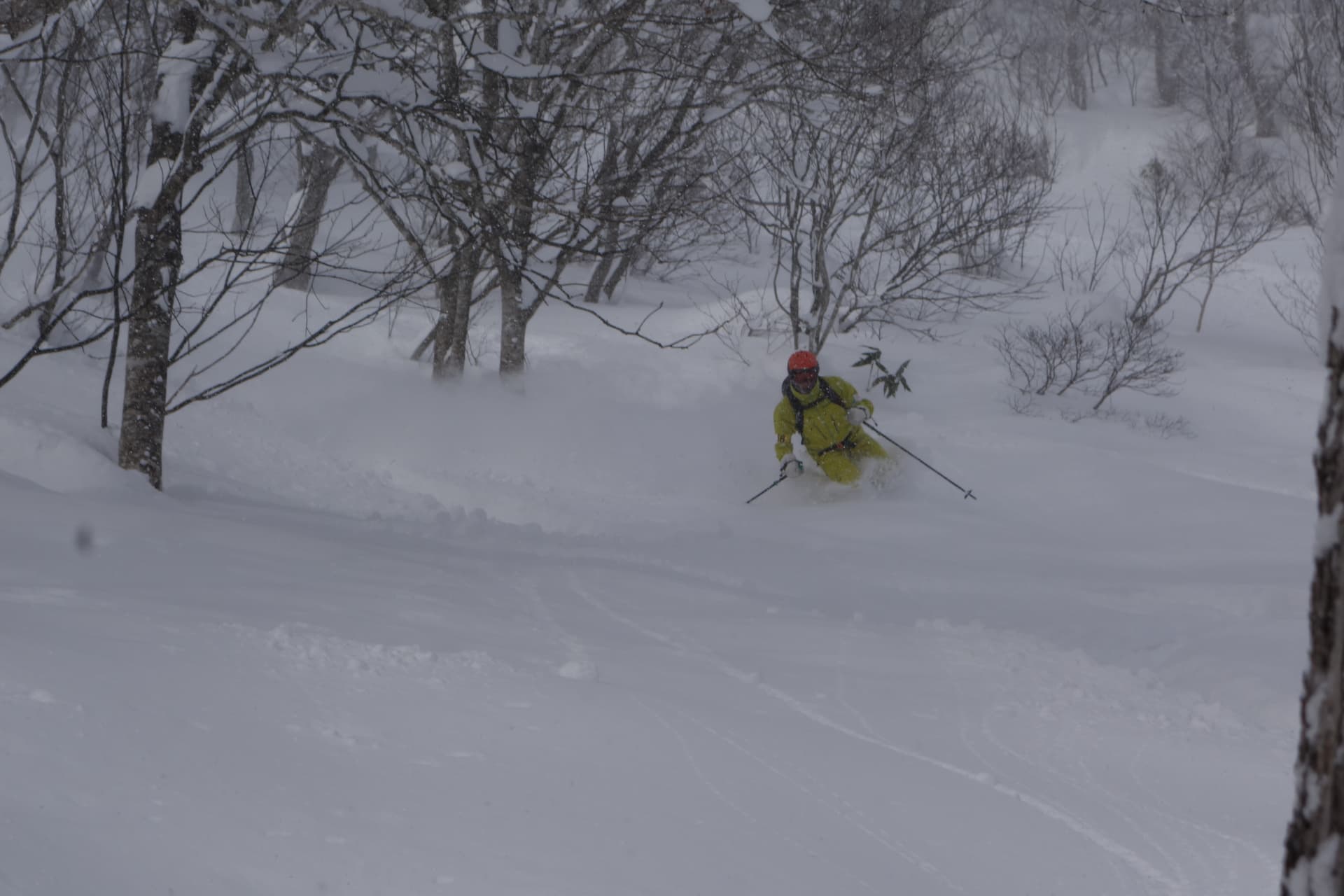 Skifahrer im Tiefschnee zwischen Birken