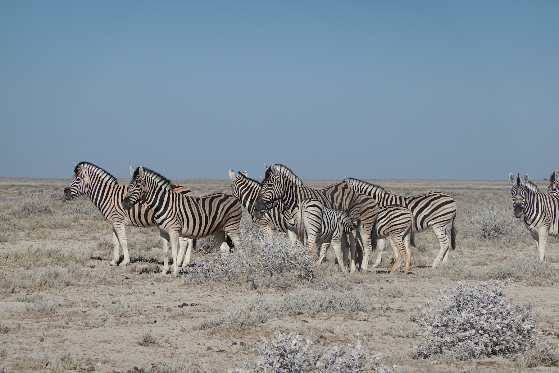 Zebraherde an einer Wasserstelle in der Etosha Pfanne