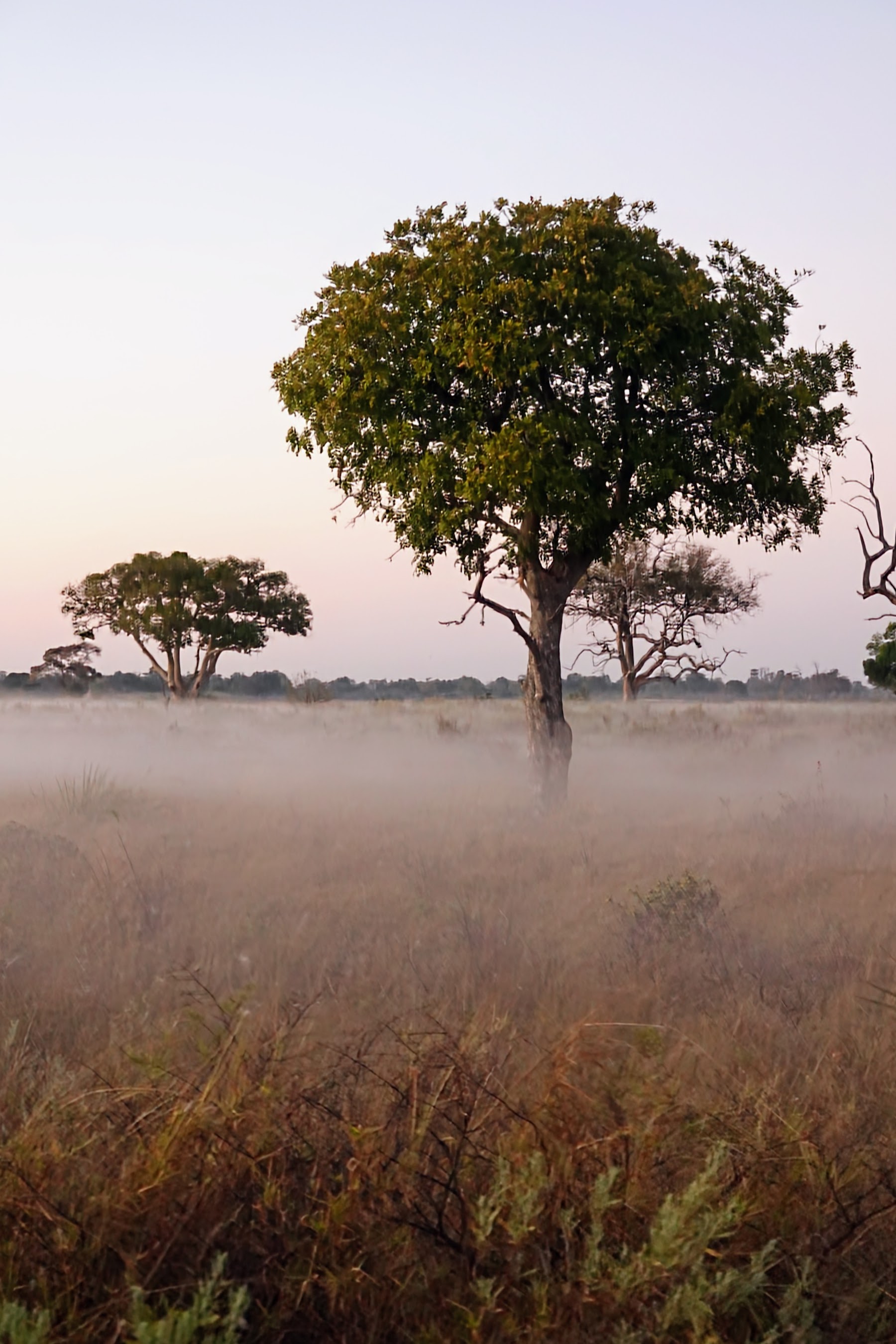 Baum im Morgennebel über den Flutebenen