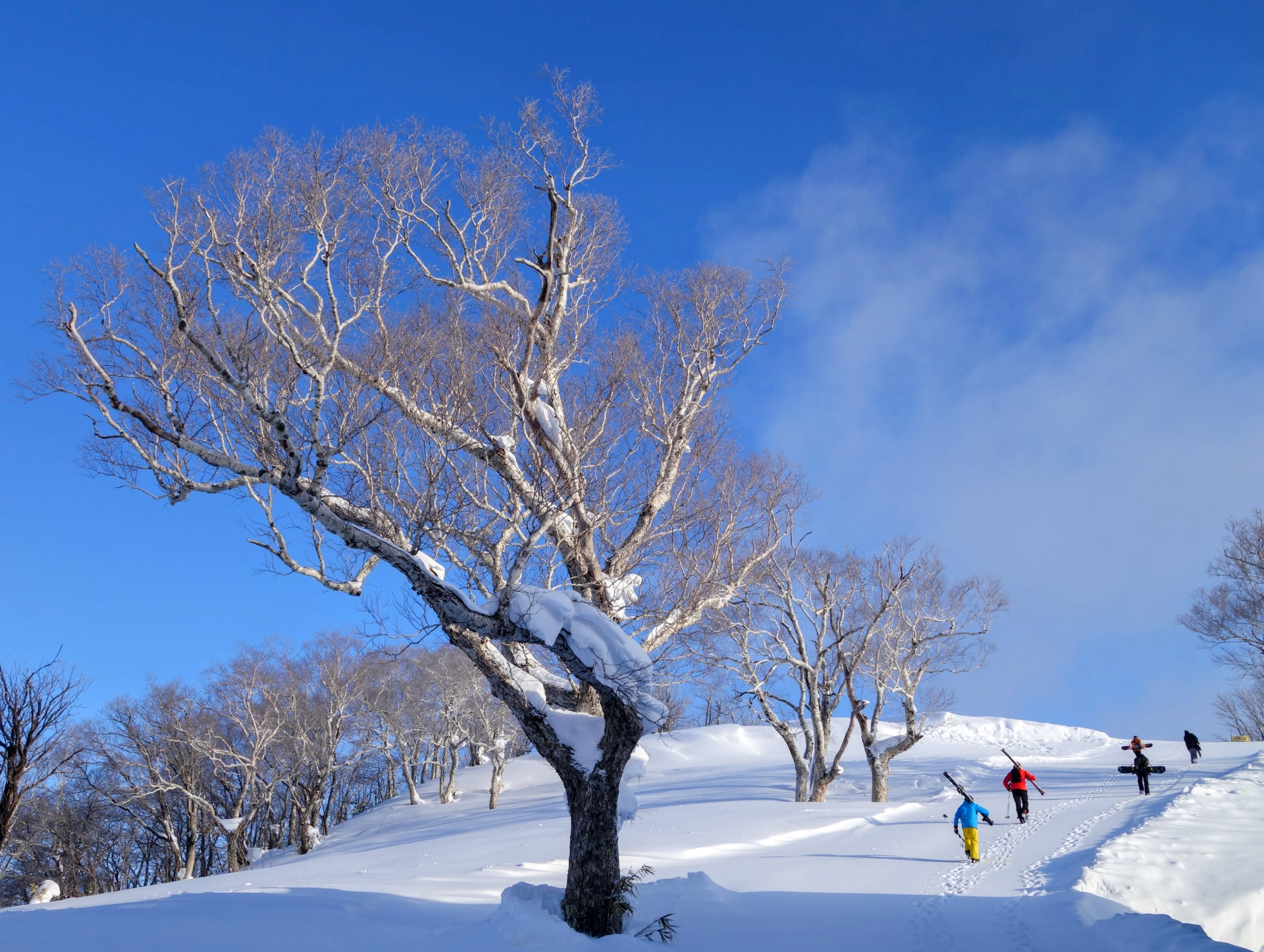 Verschneite Birke vor blauem Himmel, dahinter Skifahrer im Aufstieg