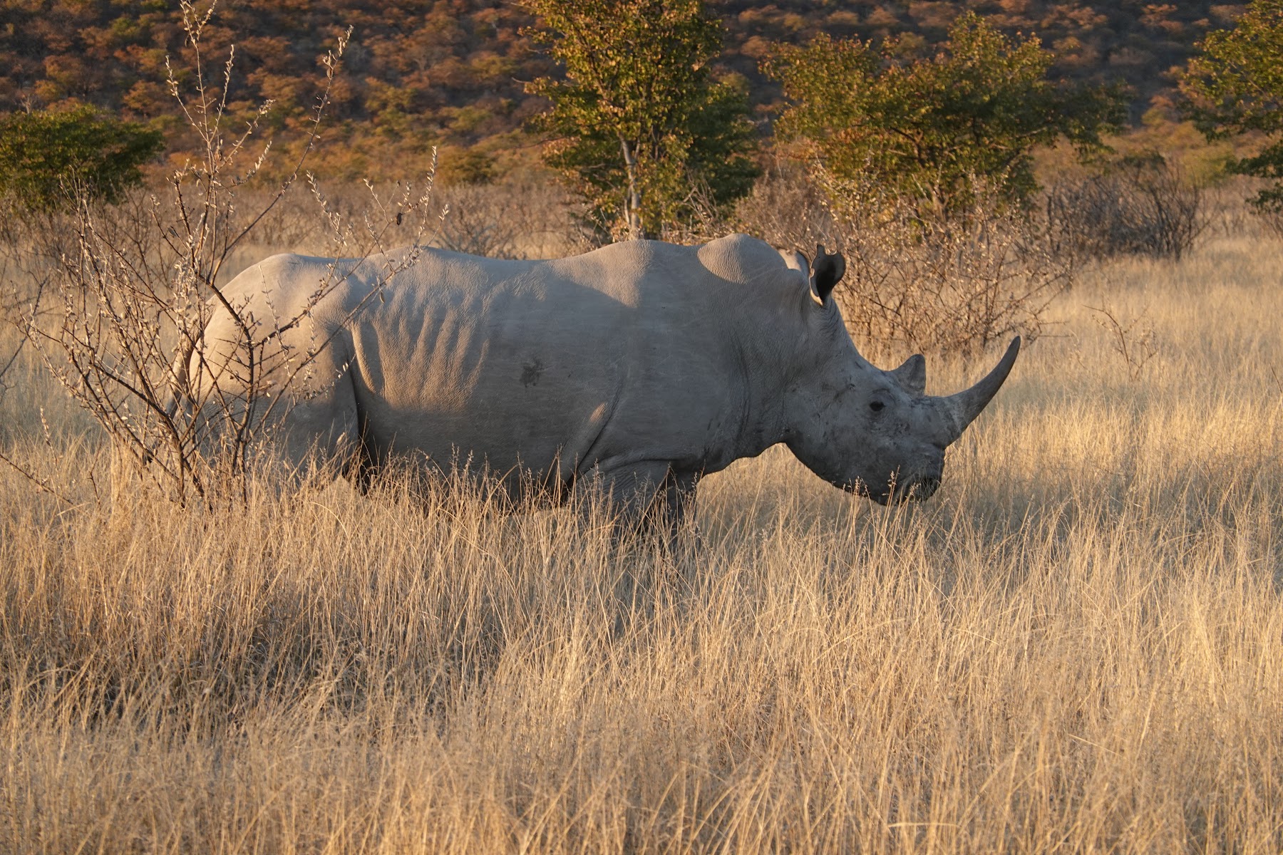 Breitmaulnashorn im hohen Gras