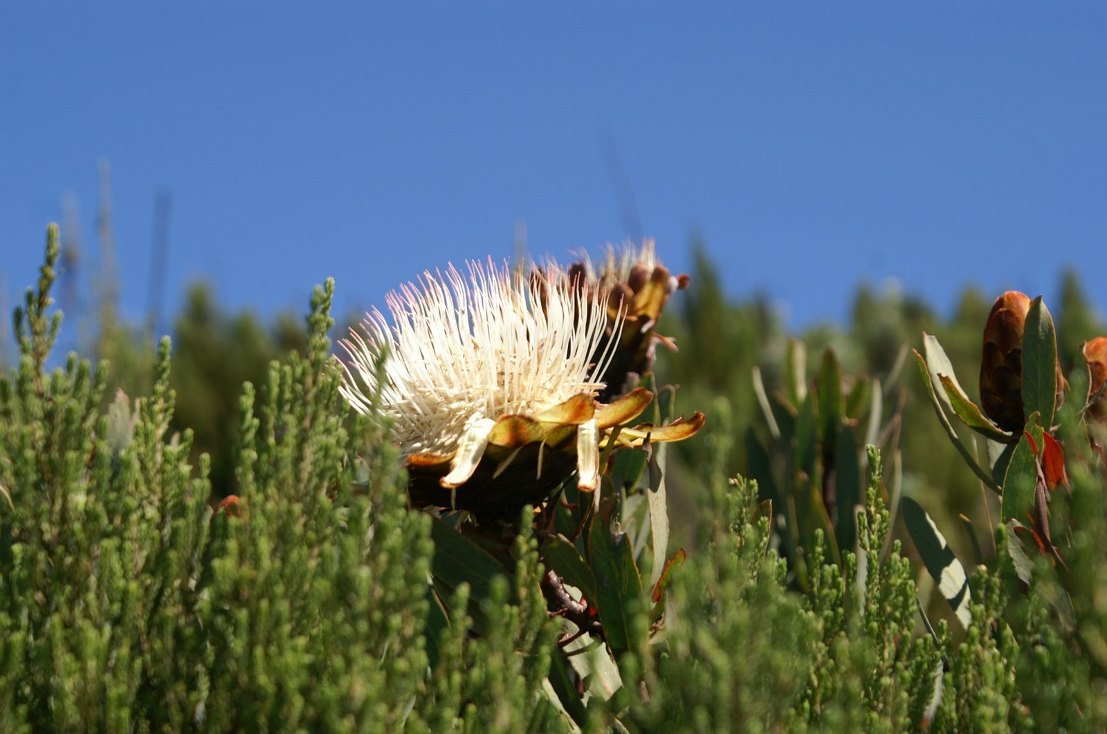 Blühende Protea in der Heidezone des Kilimanjaro