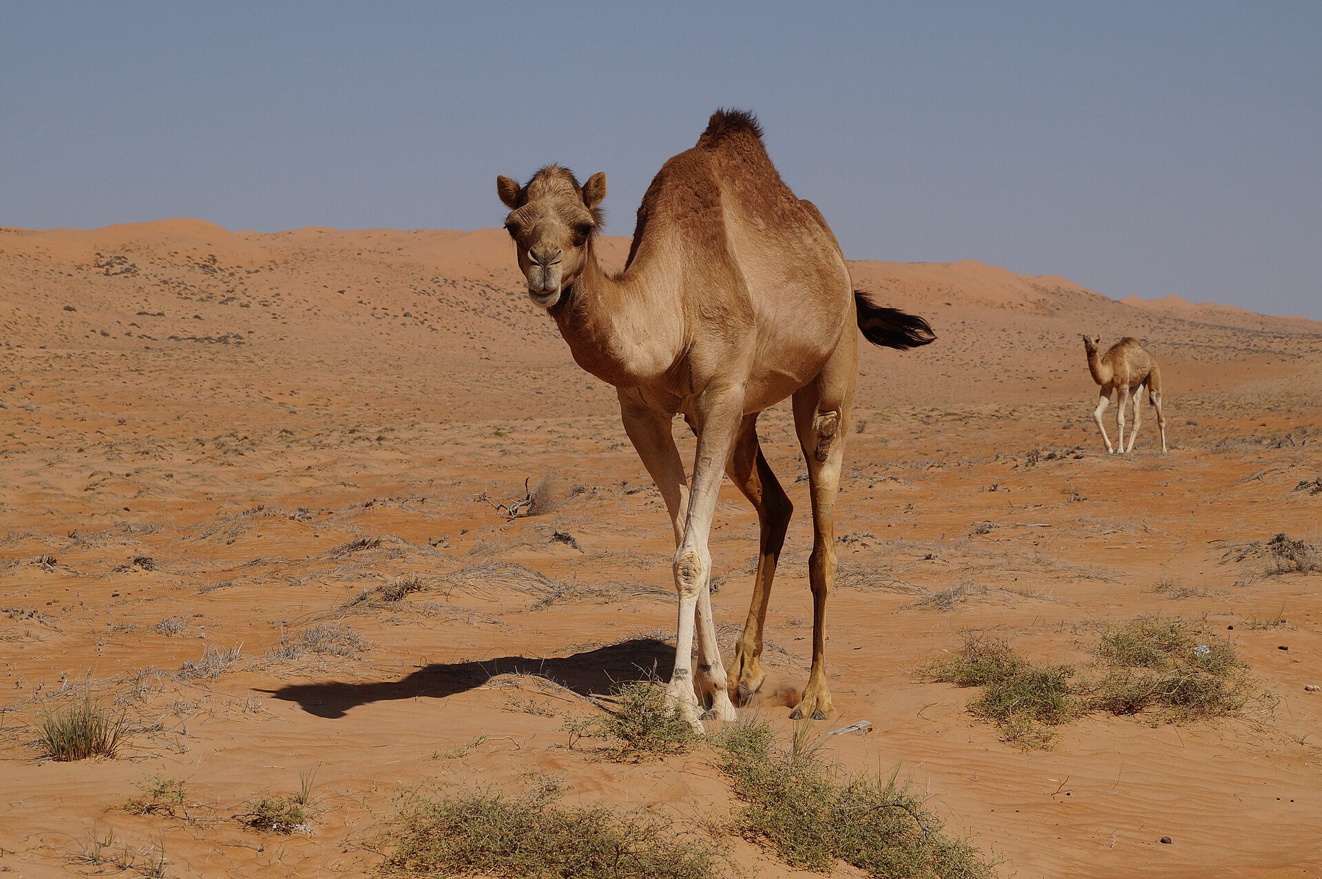 Kamele in der Wüste des Oman