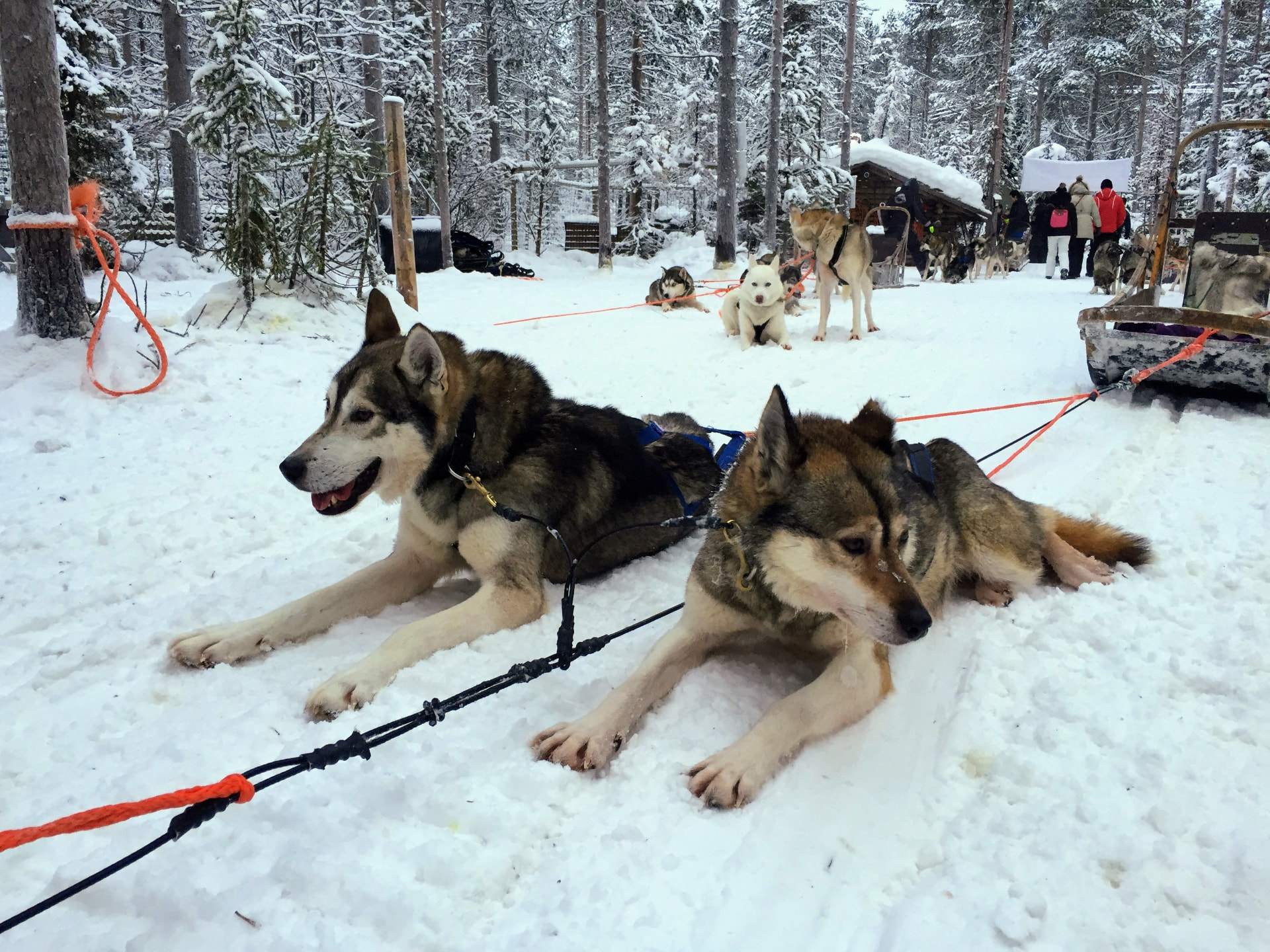 Zwei angeschirrte Schlittenhunde ruhen im Schnee vor dem Start