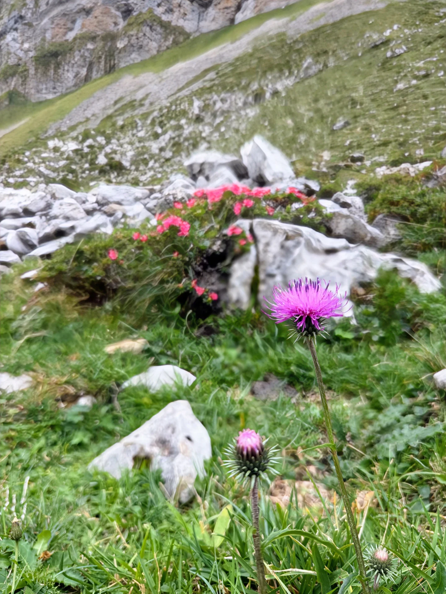 Blühende Alpenblumen zwischen Felsen im Alpstein