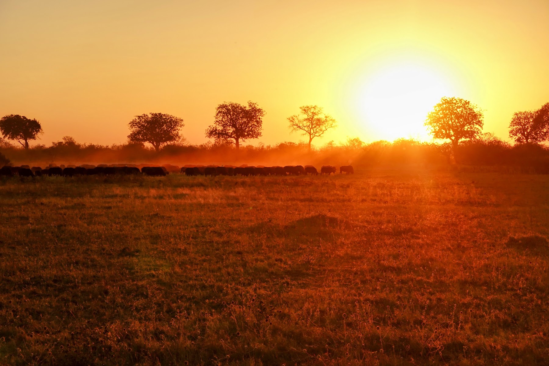 Grosse Sonne sinkt über dem Okavango Delta