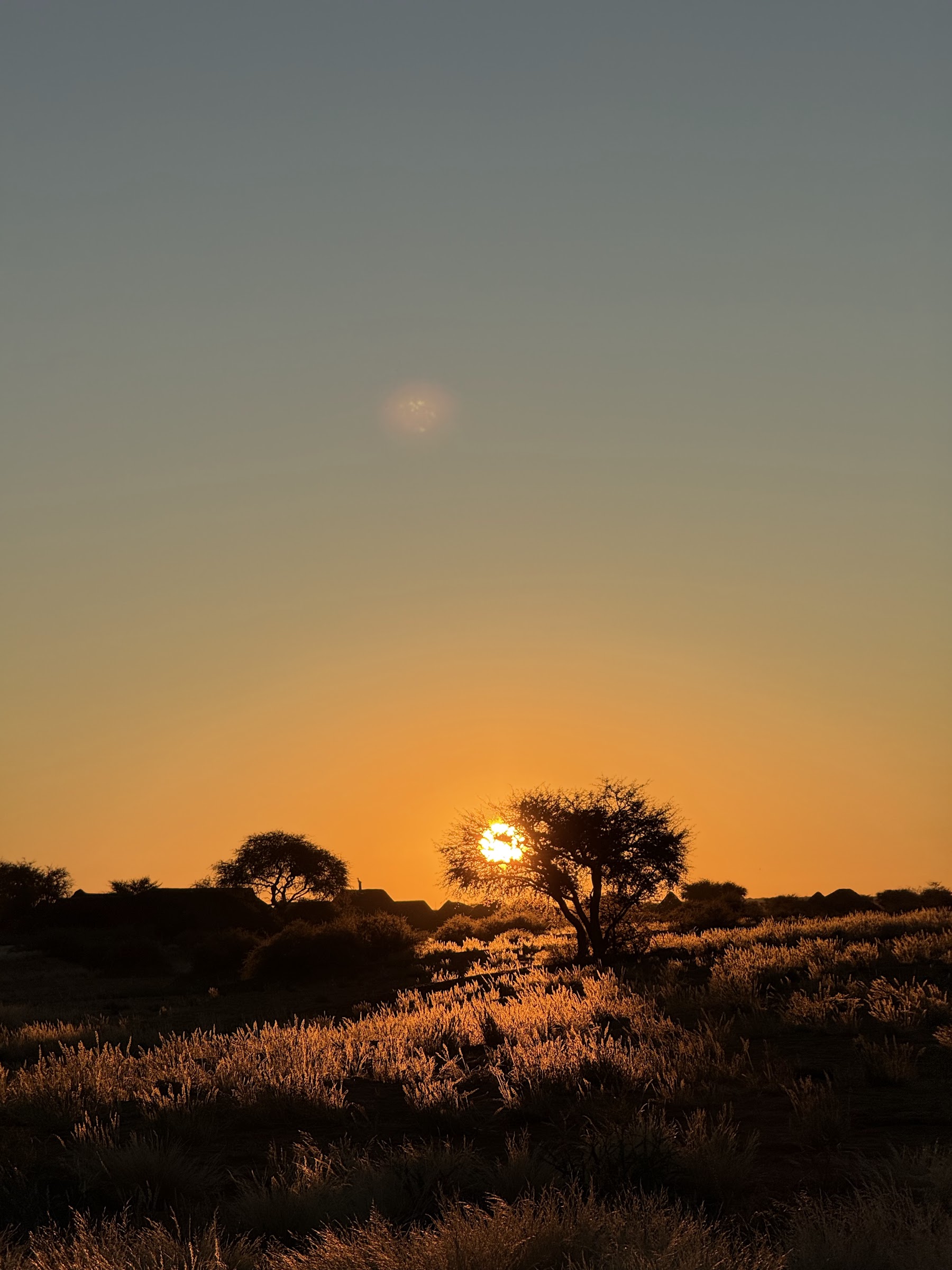 Sonnenuntergang hinter einem Baum am Horizont in der Kalahari
