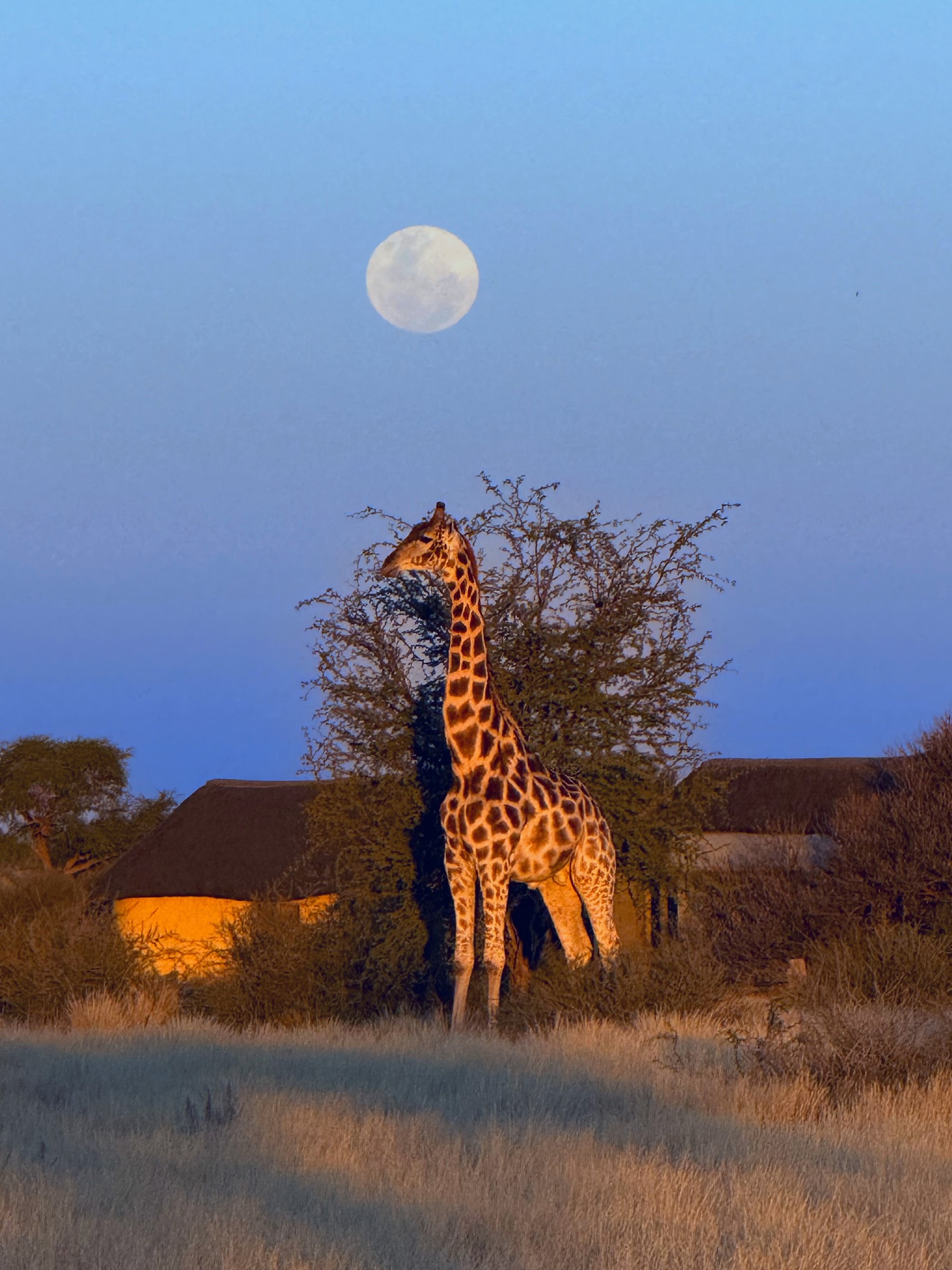 Giraffe als Silhouette mit Mond in der Dämmerung