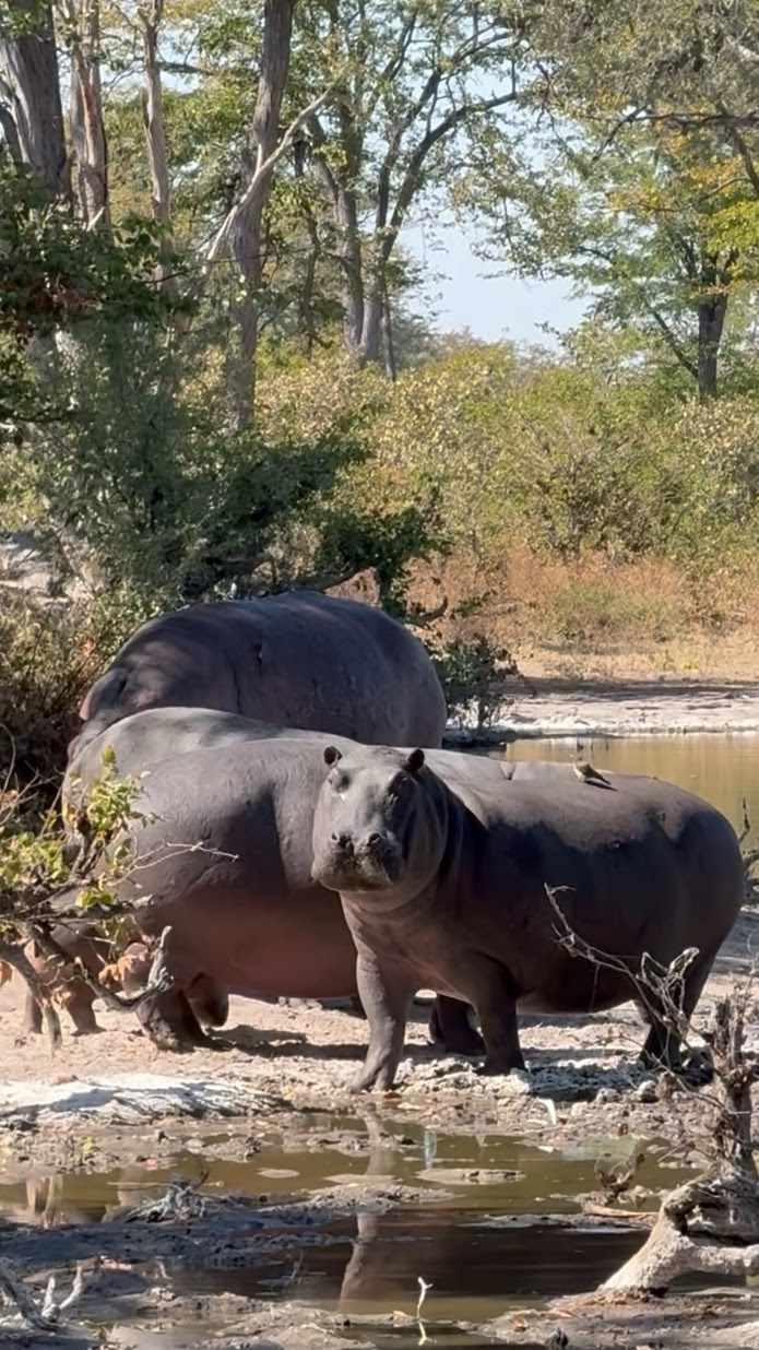 Nilpferde am Ufer eines Gewässers