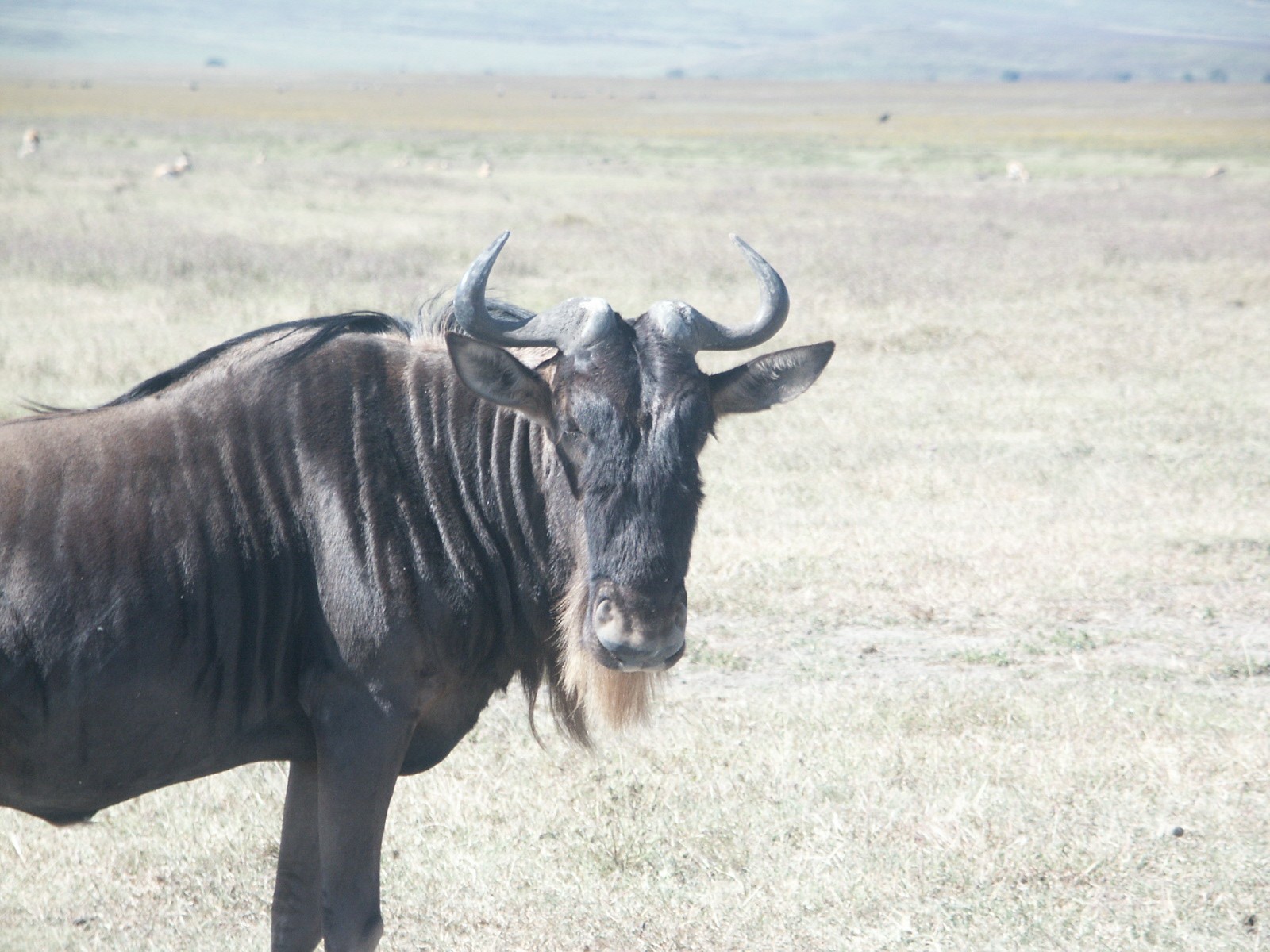 Ein Gnu steht auf der offenen Savanne und schaut in die Kamera