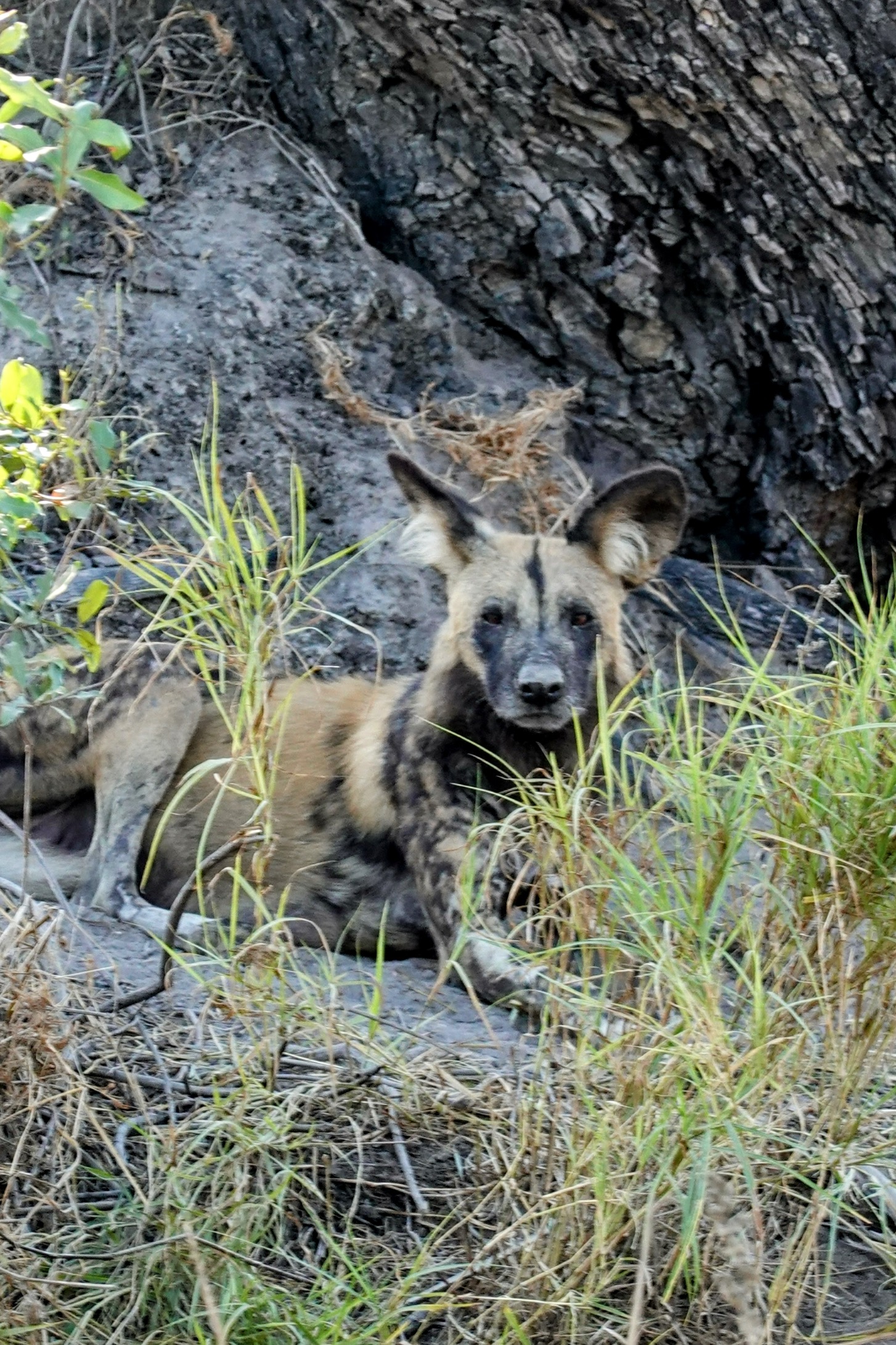 Afrikanischer Wildhund schaut aus dem Gras
