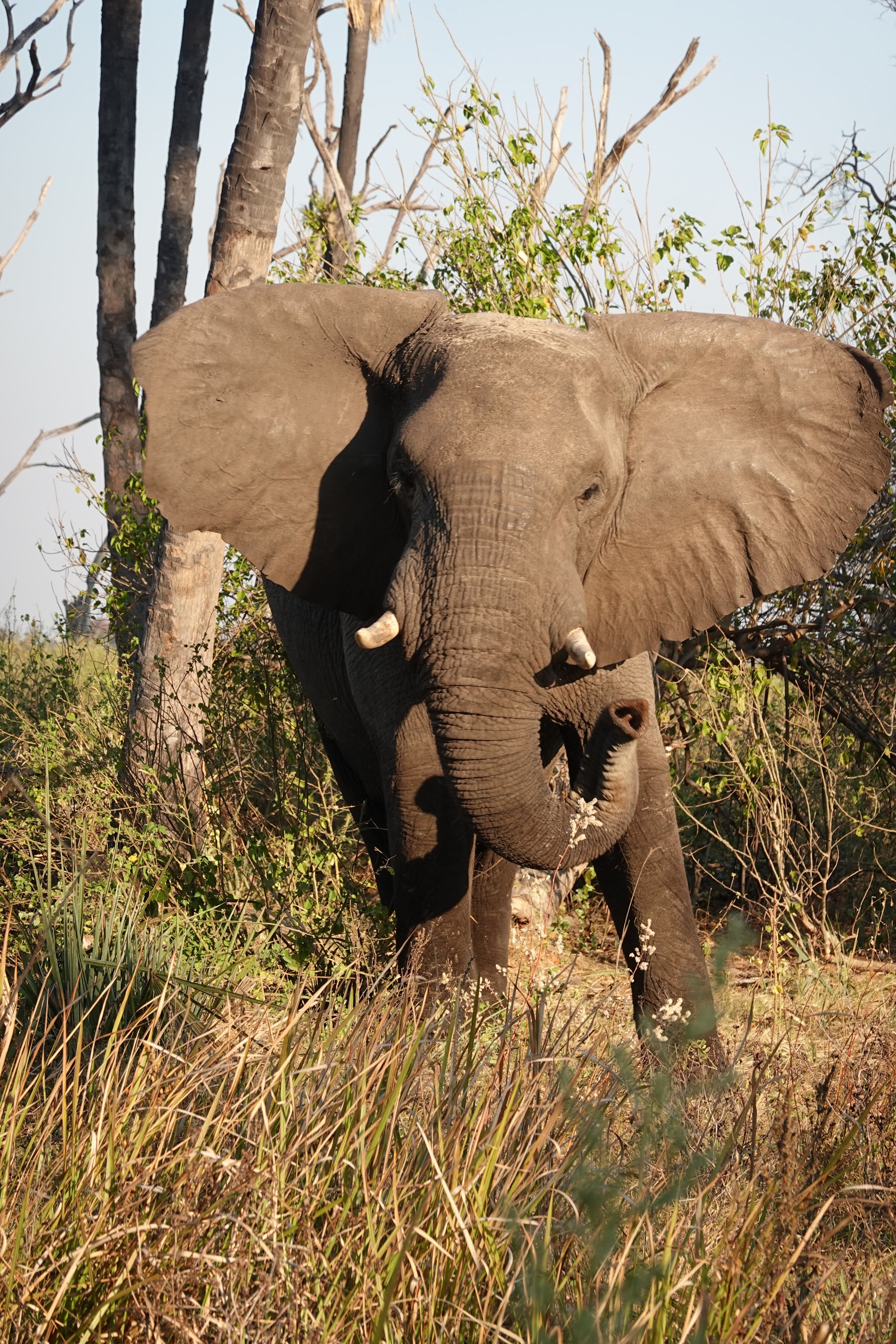 Elefant steht zwischen Bäumen im dichten Buschland