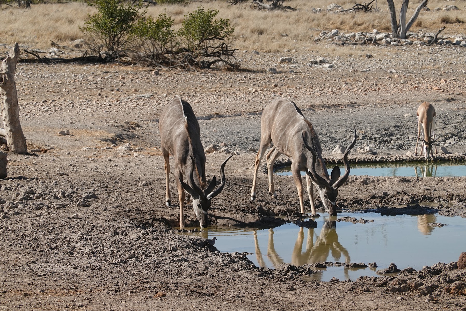 Zwei Oryxantilopen trinken an einem Wasserloch