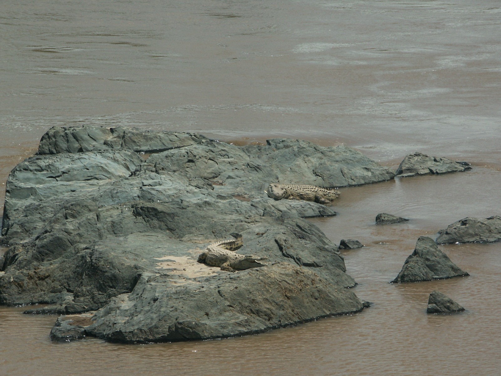 Krokodile liegen auf einem Felsen im braunen Wasser des Mara Flusses