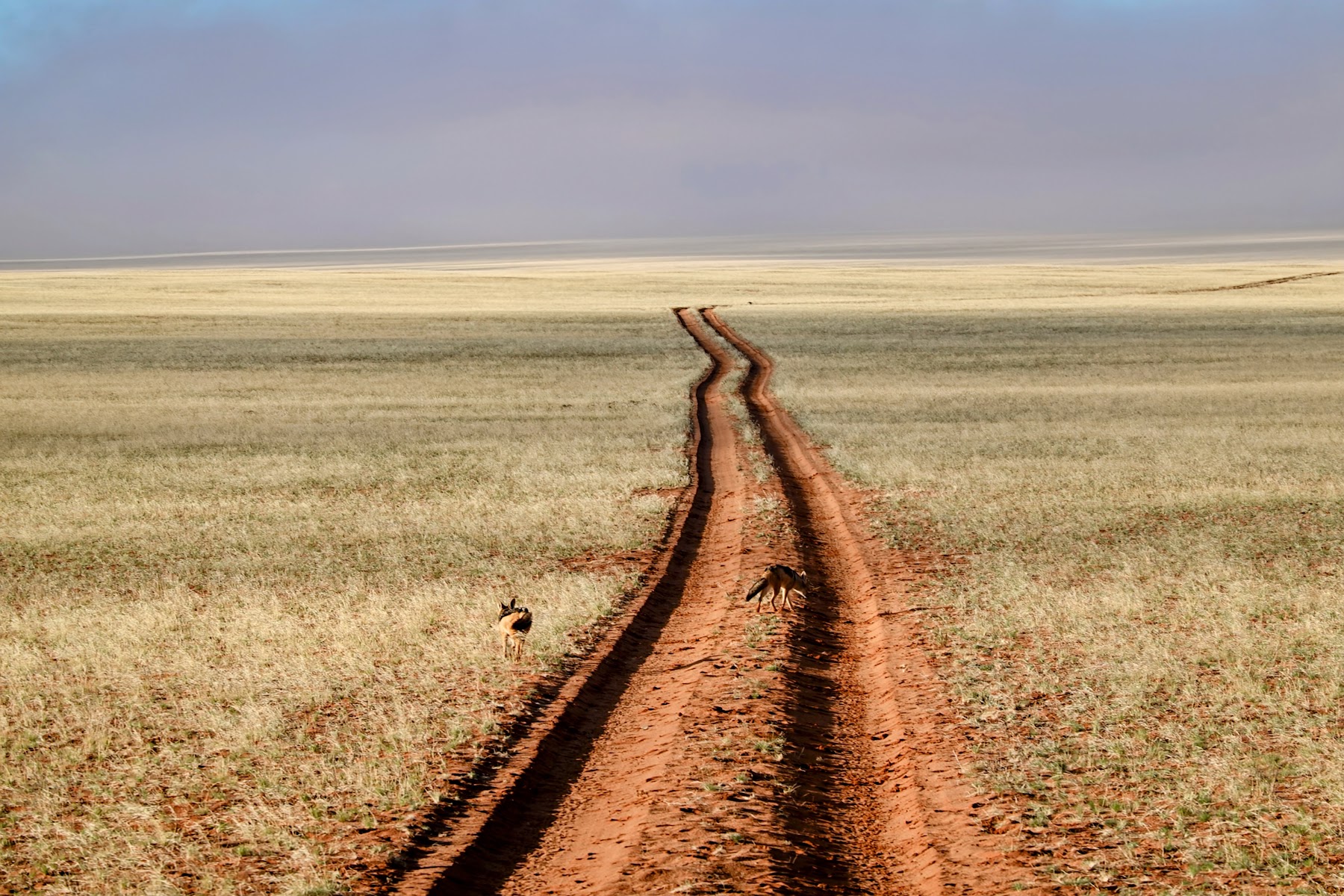 Einsame Schotterpiste durch endlose Grassteppe in Namibia