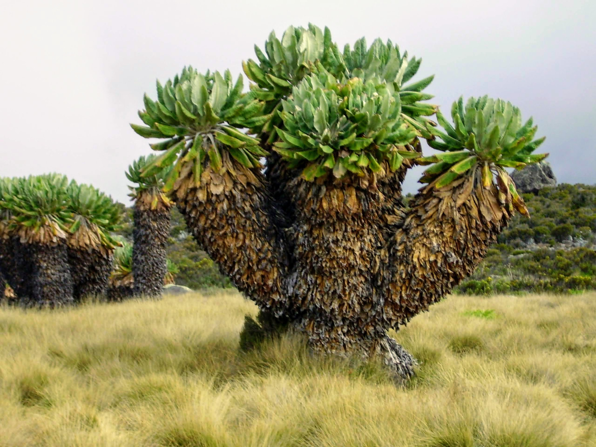 Riesen-Senecien im Moorland des Kilimanjaro