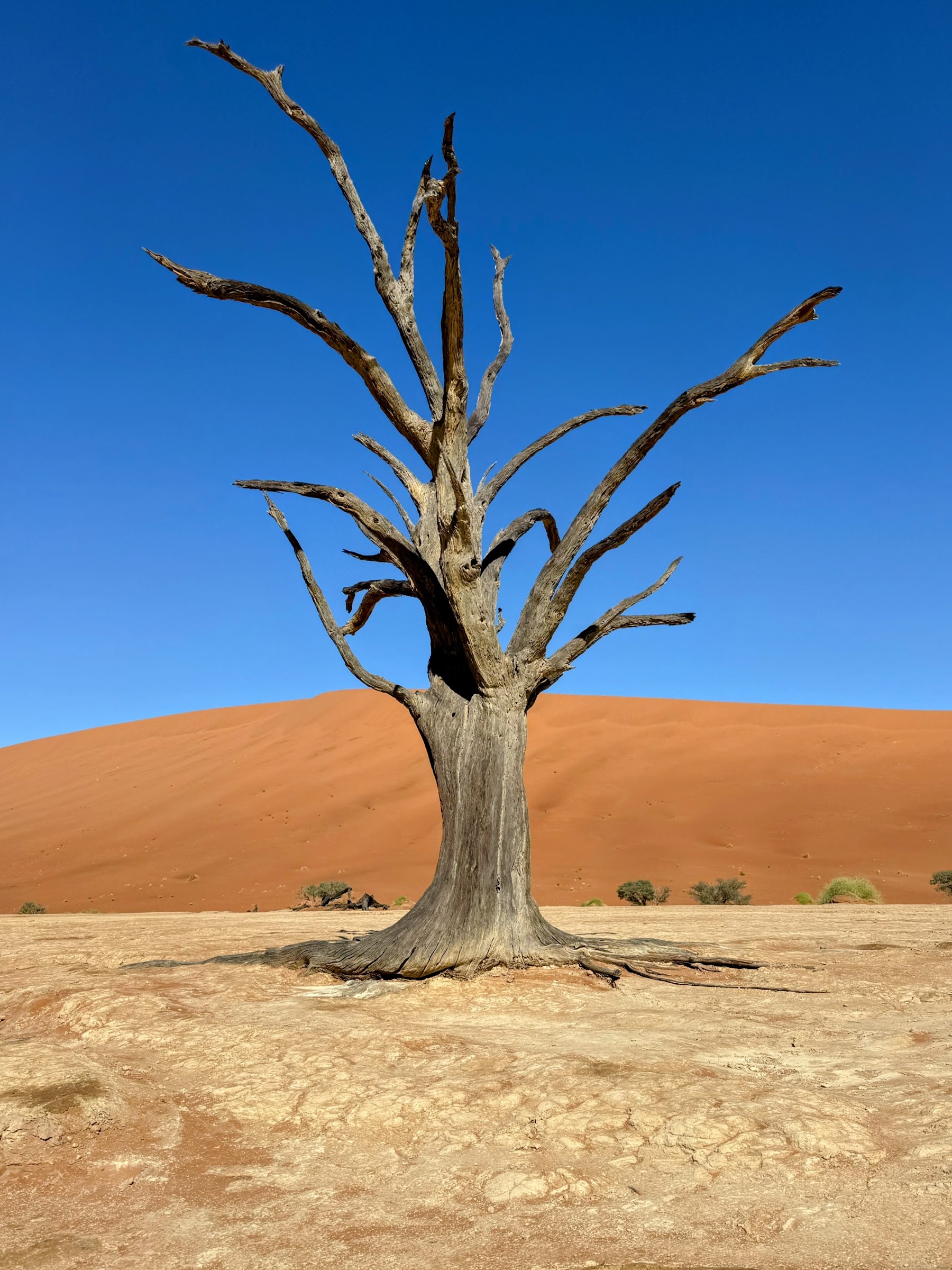 Abgestorbener Kameldornbaum auf weissem Lehmboden vor roter Düne im Deadvlei