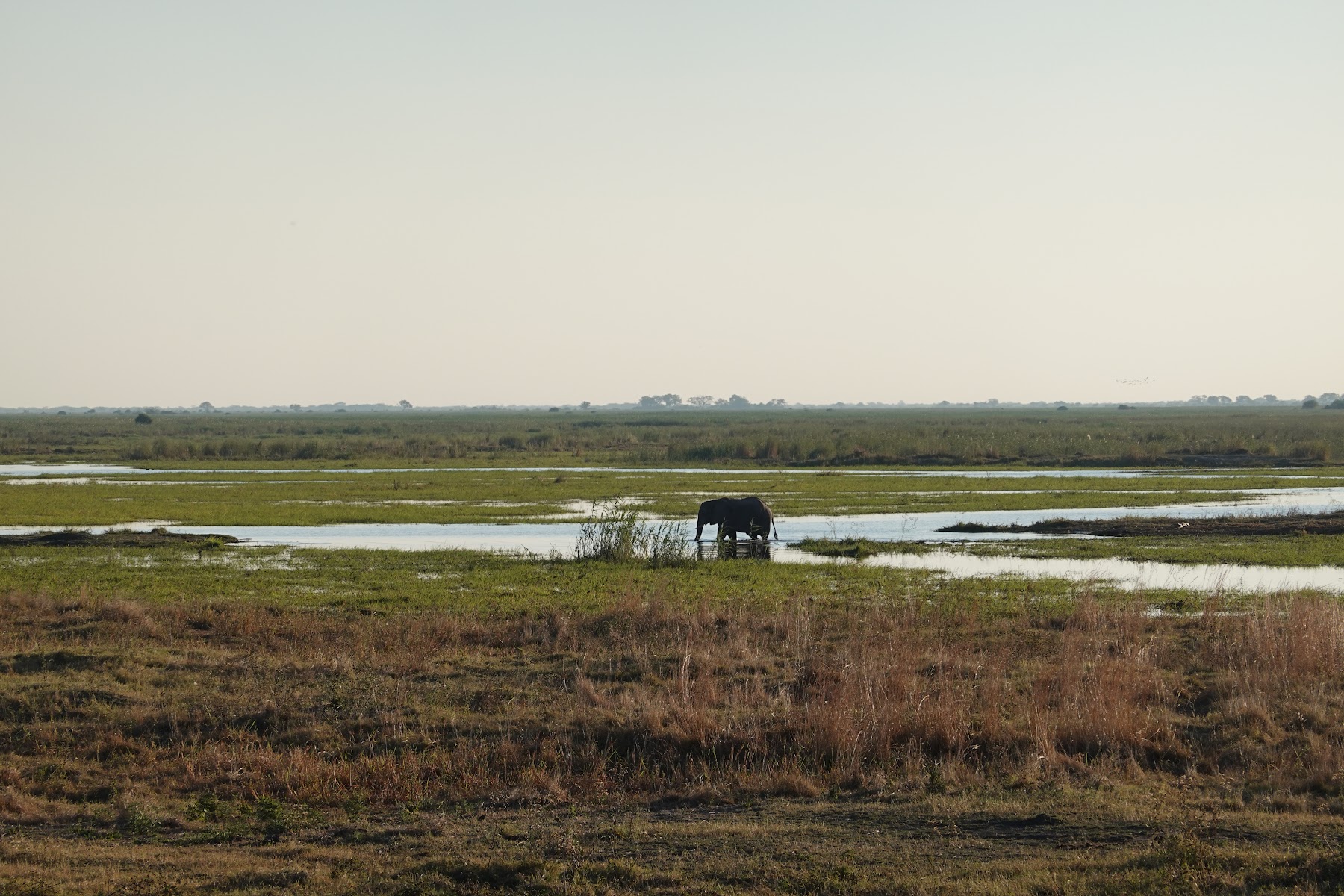 Ein Elefant in der weiten Flutebene des Deltas