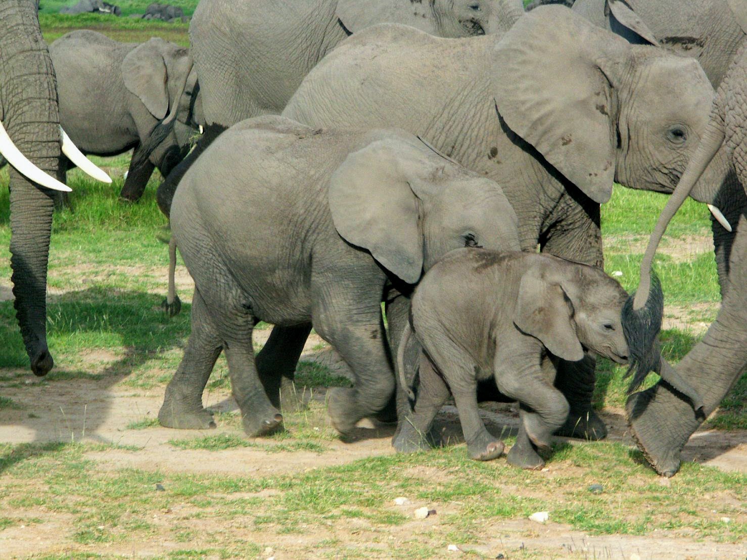Elefantenfamilie mit Jungtieren im Amboseli Nationalpark