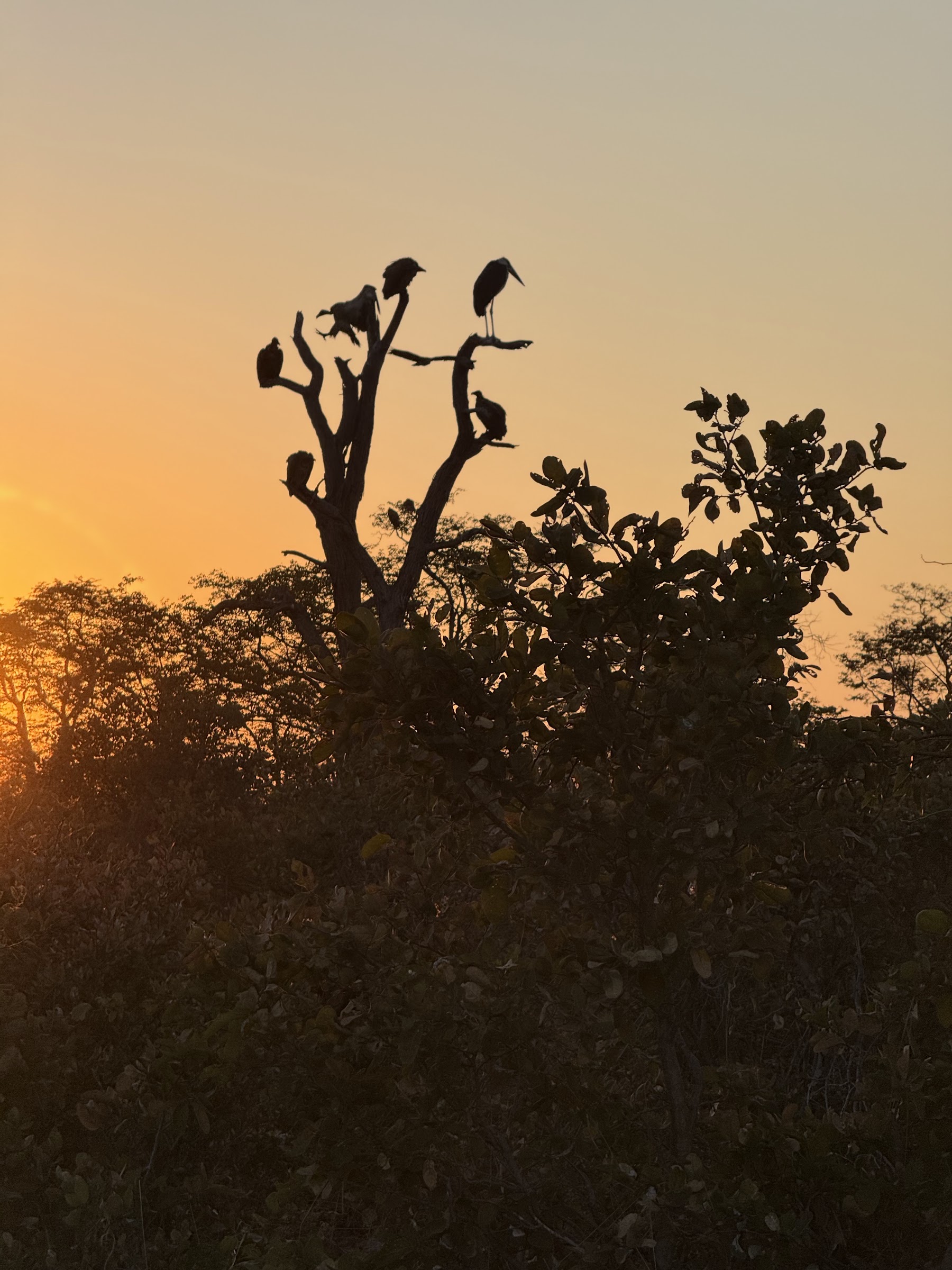 Baum als Silhouette in der Abenddämmerung