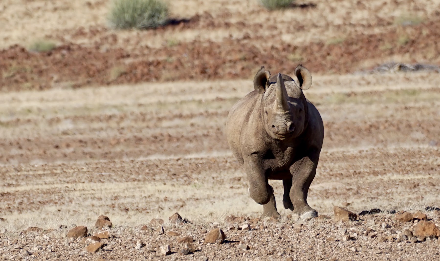 Freilebendes Spitzmaulnashorn grast zwischen grünen Büschen