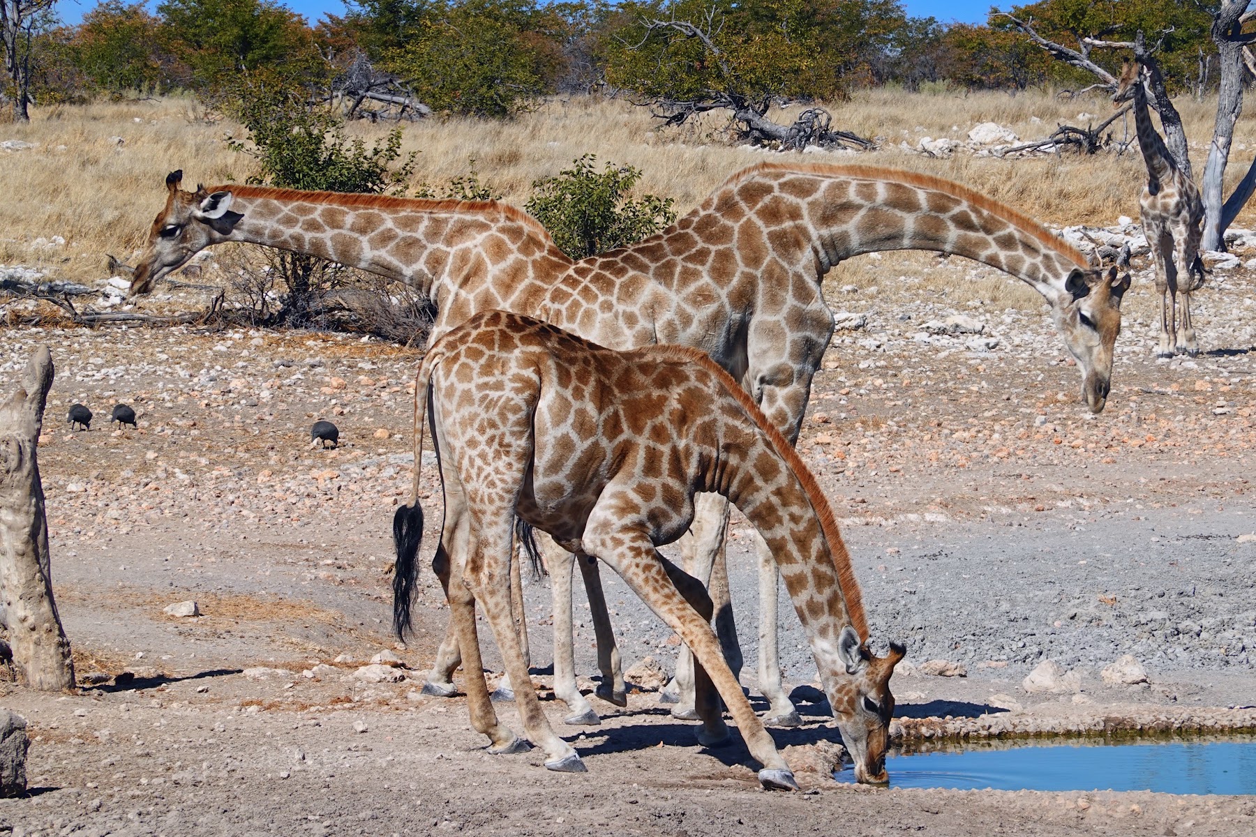 Giraffe trinkt mit gespreizten Beinen an einem Wasserloch