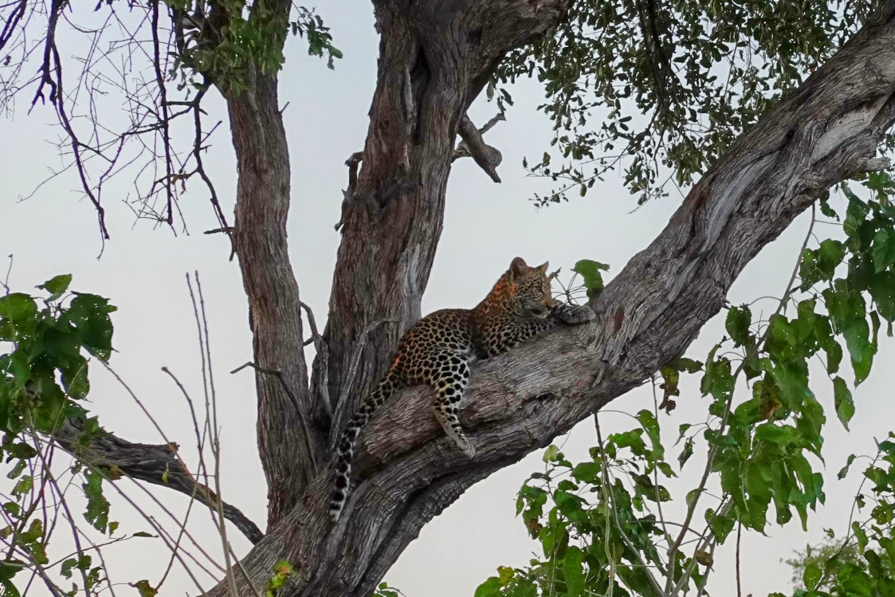 Leopardenjunges liegt auf einem Ast